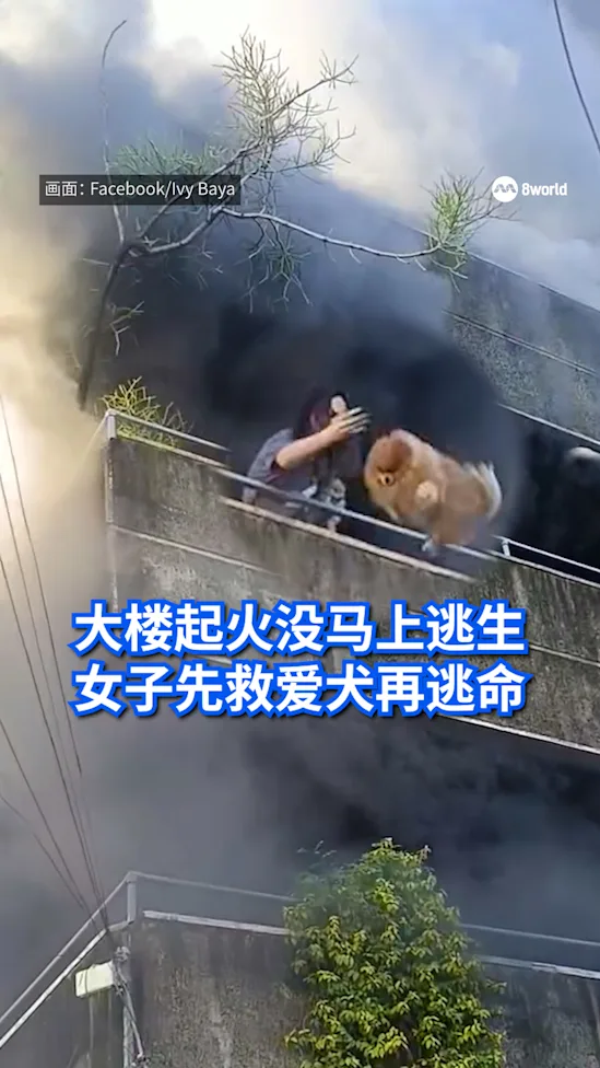 20251212_filipino_woman_rescue_dogs_vod_01