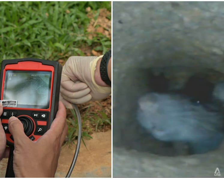 The rat busters: On the hunt with NEA officers working to fix Singapore's rodent problem