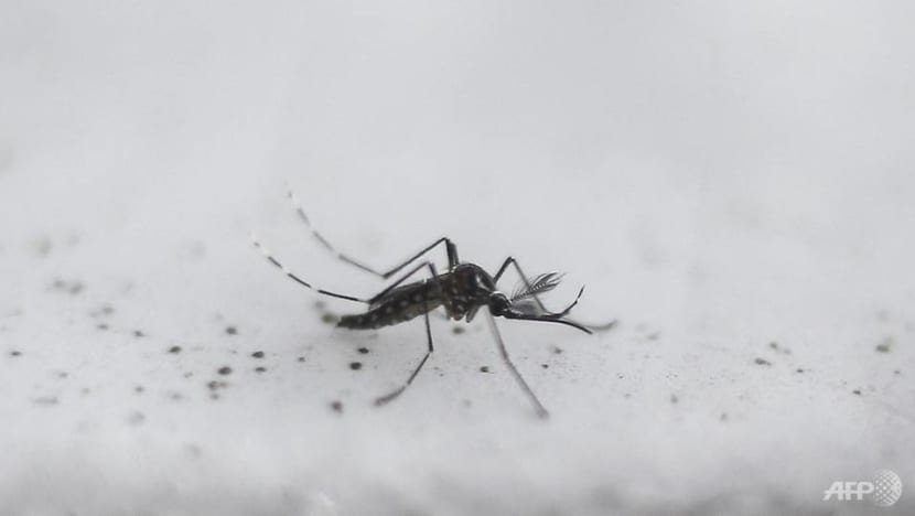 22 Zika cases in Singapore in the first half of 2023: Grace Fu