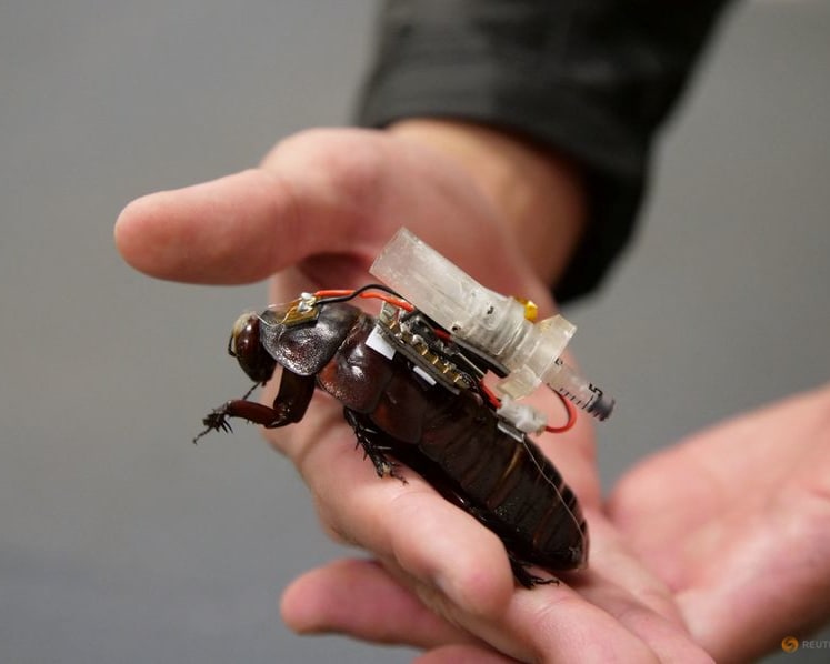 Roaches to the rescue: Australian scientists develop cyborg cockroaches for medical missions