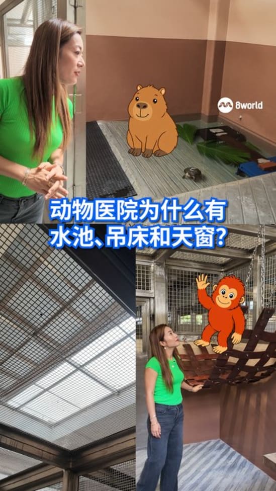 20260904_news_wangzheng_看见主播 _动物医院为什么有水池吊床和天窗_vod_ep4
