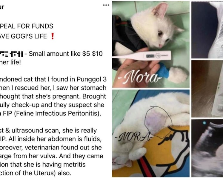 Woman arrested for alleged cheating, forging vet bill to solicit donations for stray cat