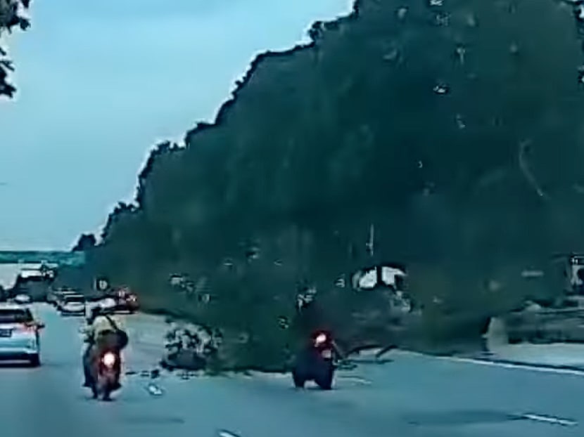 A screenshot from a video showing a fallen tree obstructing two lanes of the Seletar Expressway.