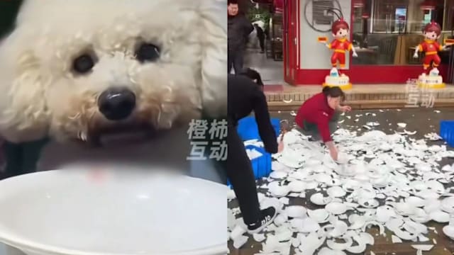 女子带宠物狗入店用餐 河南餐厅店主砸600套餐具引热议