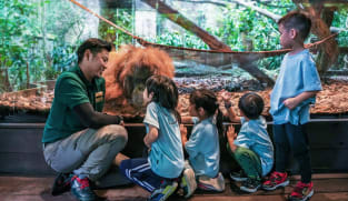 Mandai Wildlife Reserve to add overnight camping experience and a ZooSchool for kids in coming months