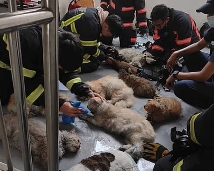 SCDF firefighters perform CPR on 14 cats after fire rescue in Fajar Road HDB block
