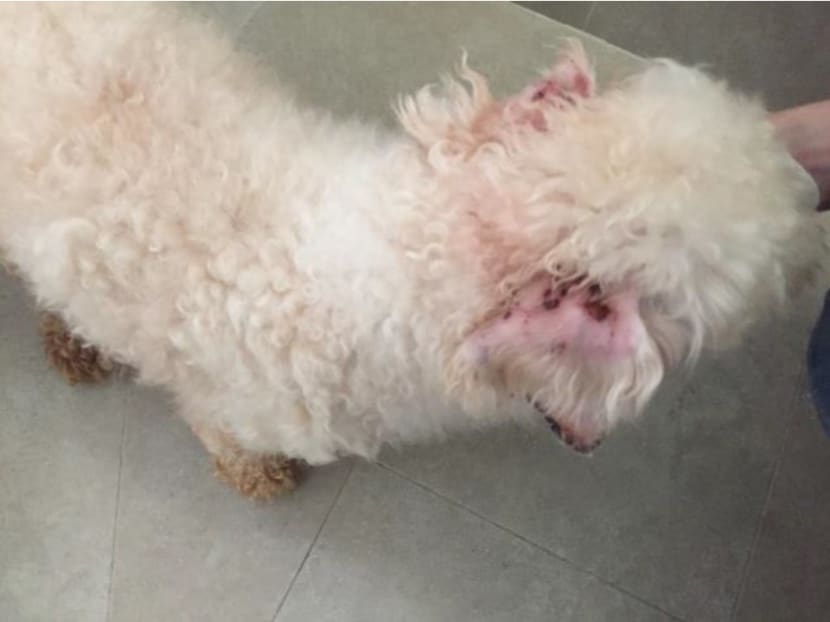 Owner of pet grooming school jailed, fined for abandoning 18 dogs Owner of pet grooming school jailed, fined for abandoning 18 dogs