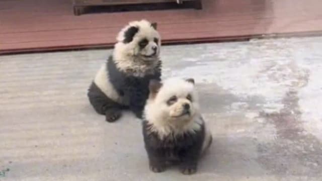 中国动物园出现“熊猫犬” 园方澄清是染色狗