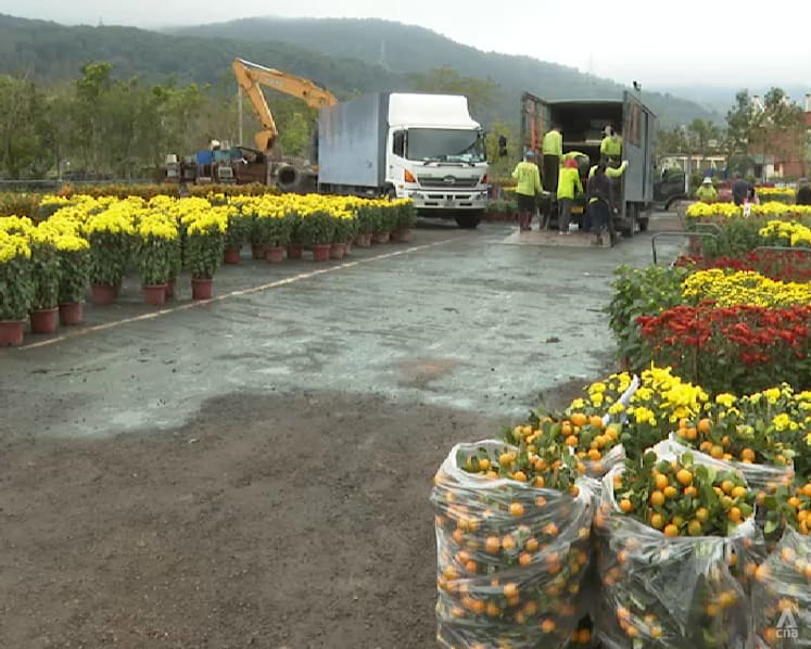 Peach blossoms, tangerine trees in demand as Hong Kong celebrates Chinese New Year with few COVID-19 restrictions