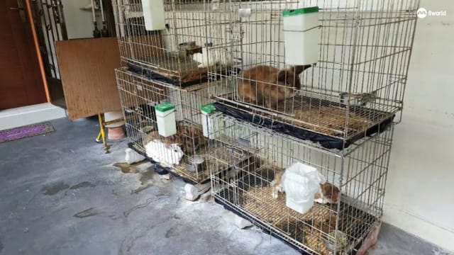 义顺组屋居民走廊笼养七兔 尿臭熏天邻居不敢开门