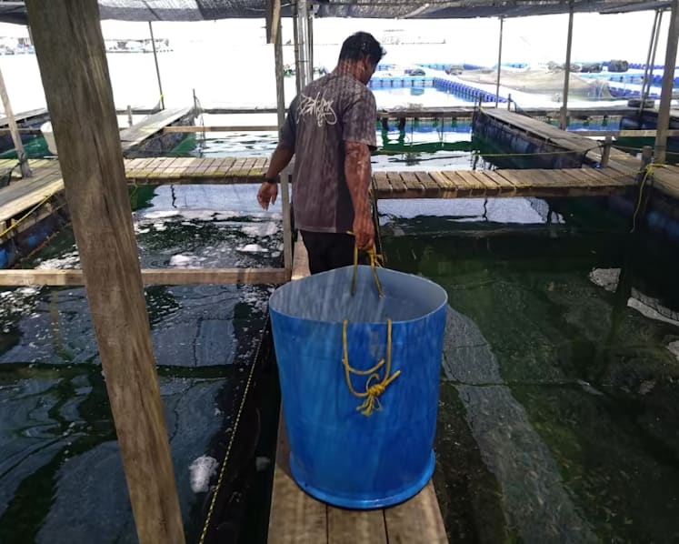 Sea space for sale in southern waters, but tech and costs pose challenges for aquaculture sector