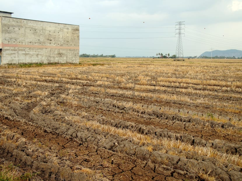 A rice field in Kampung Padang Lalang in Kubang Pasu, Kedah. Many rice fields that can be seen from Jalan Kangar-Alor Star are dried up from the hot weather and waiting to be irrigated for the planting season. Water for the fields are being released in three phases in the state. Photo: Looi Sue-Chern/TODAY A rice field in Kampung Padang Lalang in Kubang Pasu, Kedah. Many rice fields that can be seen from Jalan Kangar-Alor Star are dried up from the hot weather and waiting to be irrigated for the planting season. Water for the fields are being released in three phases in the state. Photo: Looi Sue-Chern/TODAY