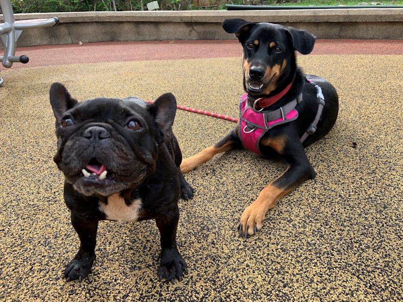 Electric collars for dogs inhumane and should be banned