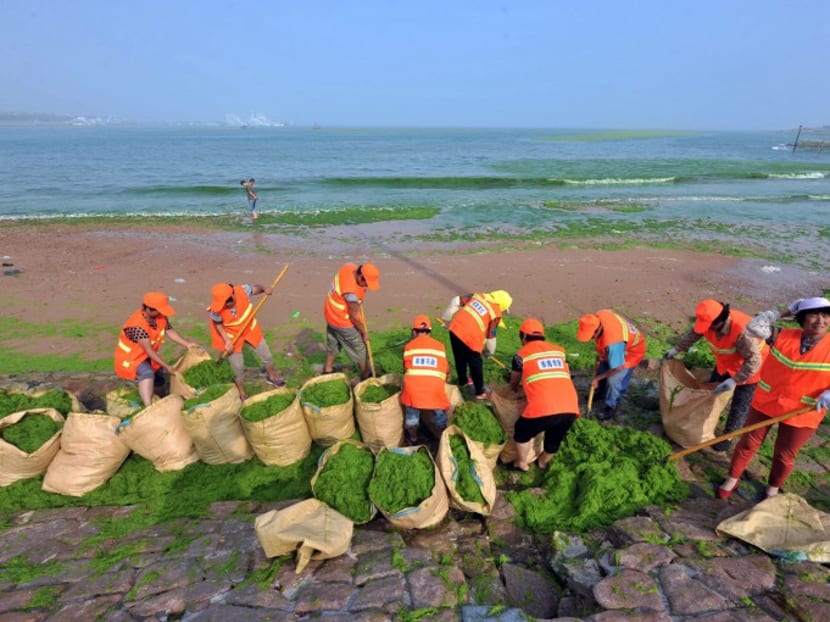 This picture taken on June 29, 2016 shows workers cleaning algae on a beach in Qingdao, east China's Shandong province. Photo: AFP