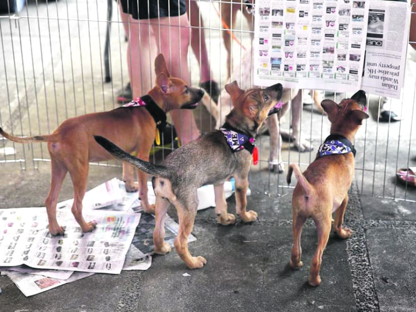 Finding homes for dogs Finding homes for dogs