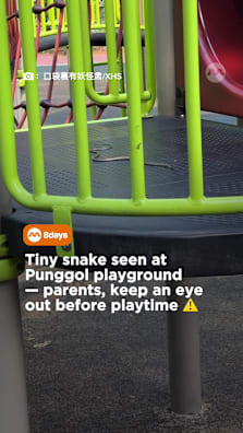 Ssssstay sssssafe! #8dayssg #8dayssgtrending #fypsg #snake #caution 