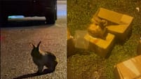 23 Rabbits Allegedly Abandoned At Seletar Farmway; 3 Newborns Have Died