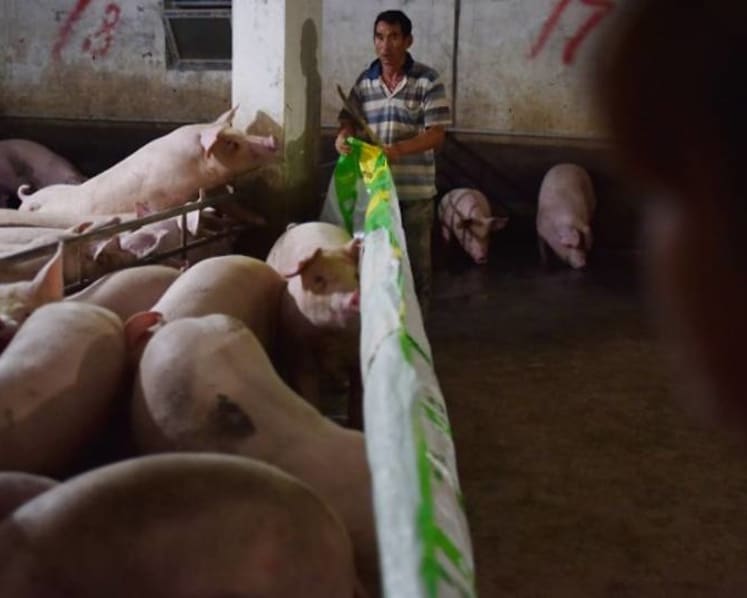 Pork prices remain stable in Singapore amid swine fever outbreak in China