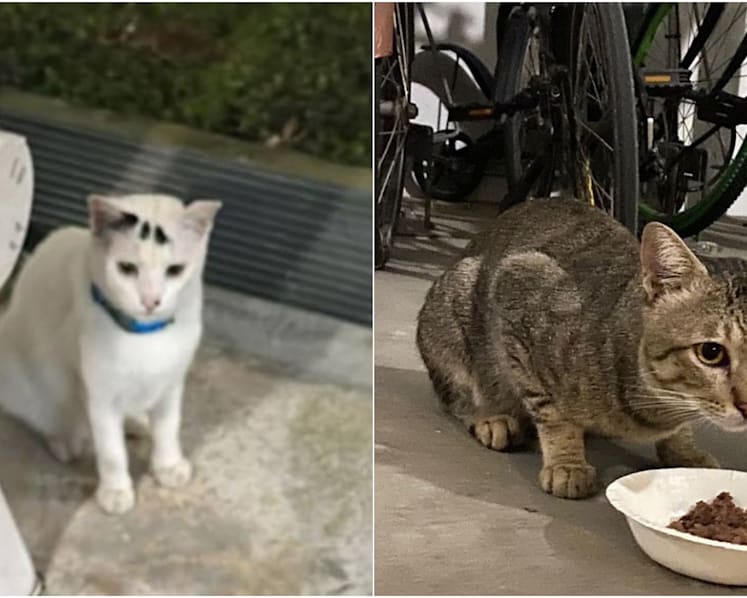 FAQ: Hit an animal while driving on Singapore roads? Here’s what you should do