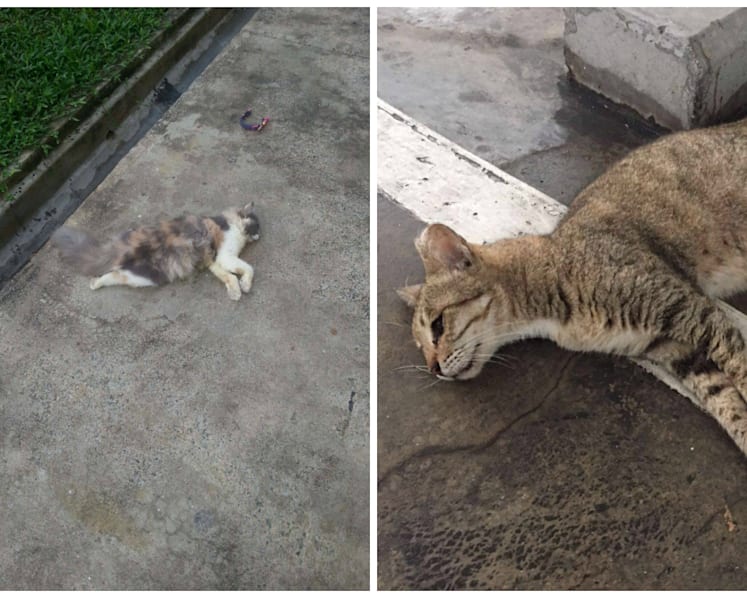 AVA says it is investigating two more cat deaths in Yishun