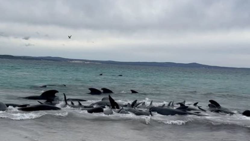 Dozens of pilot whales beach on western Australian coast Dozens of pilot whales beach on western Australian coast