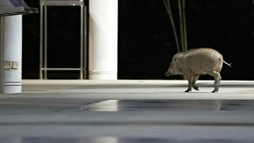 Explainer: How did a wild boar venture into the heart of Punggol housing estate?