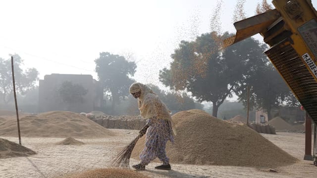 美国指印度在美倾销大米 印度驳斥：出口多为高端巴斯马蒂香米