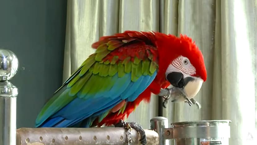 More than 800 feedback cases a year lodged with NParks over pet parrots as popularity grows in Singapore