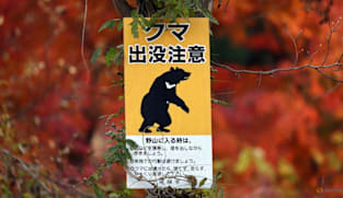 Mass school closures in Japan city as bear roams streets