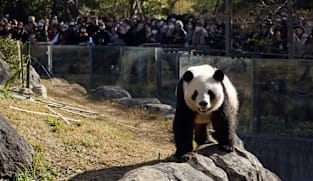 Japan's only two pandas to be sent back to China