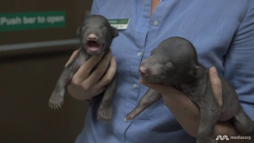 Playing mother to sloth bear cubs: Regular feeds, interrupted sleep and unexpected rewards