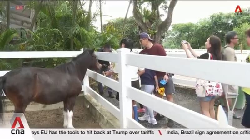 New S$12m stable in Sembawang provides 150 horses for community events 