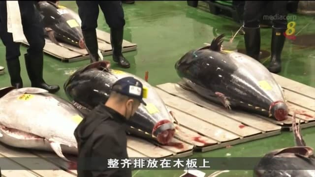 日本最大食品市场重新开放让公众观看金枪鱼拍卖过程