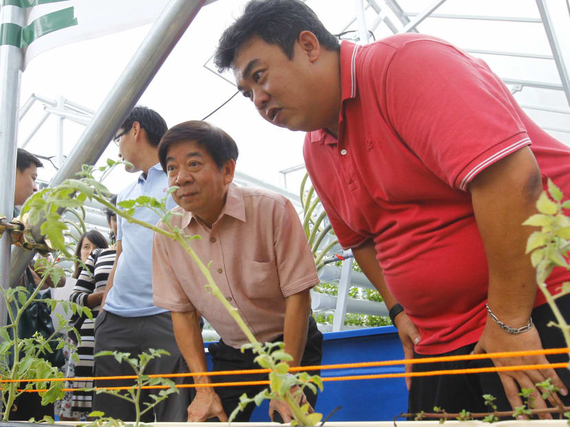 S’pore’s 1st rooftop farm aims to supply produce to F&B outlets