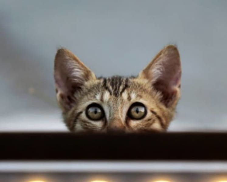 New Zealand village plans ban on new domestic cats: Report