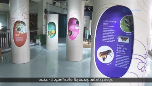 செந்தோசாவில் உழவாரன் பறவைகள்