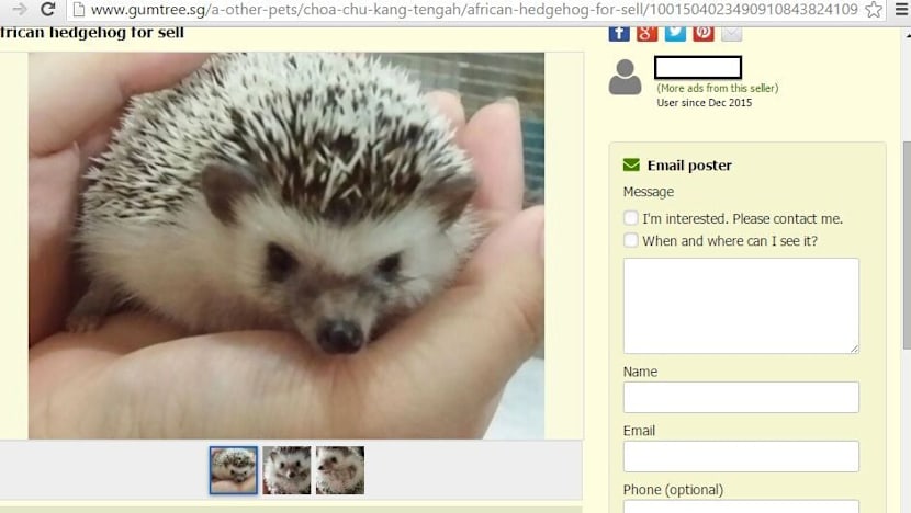 Illegal pet advertisements rife on online platforms: ACRES