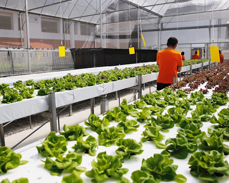 Finding their green fingers, IMH patients turn part-time farmers