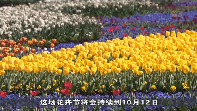 堪培拉大型花卉展 料吸引50万游客