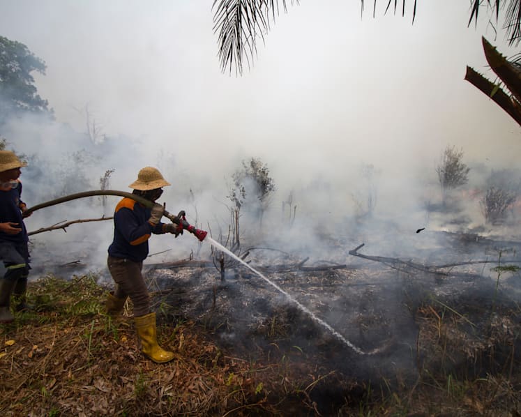 Indonesia has not met target to restore peatlands that is key to prevent forest fires and haze. Here’s what it can do