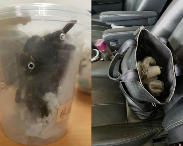 Man caught with 6 tarantulas at Tuas Checkpoint, and 92 more at home