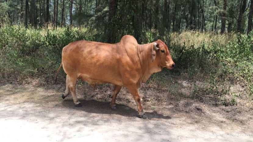 Coney Island cow dies, 'will be missed'
