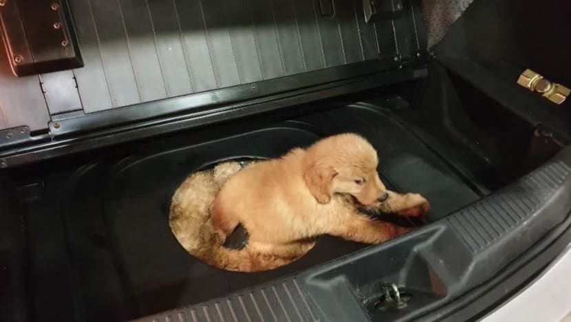 Man jailed for smuggling 12 puppies in car’s spare tyre compartment; 3 later died