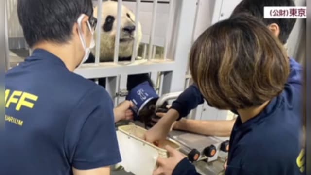 流鼻血测出高血压 旅日熊猫真真暂不见客