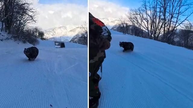 熊只在雪地奔驰冲向滑雪者 日本滑雪场已加强巡逻和监控 