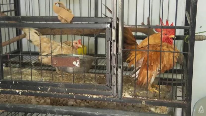 Buang ayam peliharaan meningkat, pusat perlindungan haiwan kekurangan ruang Buang ayam peliharaan meningkat, pusat perlindungan haiwan kekurangan ruang