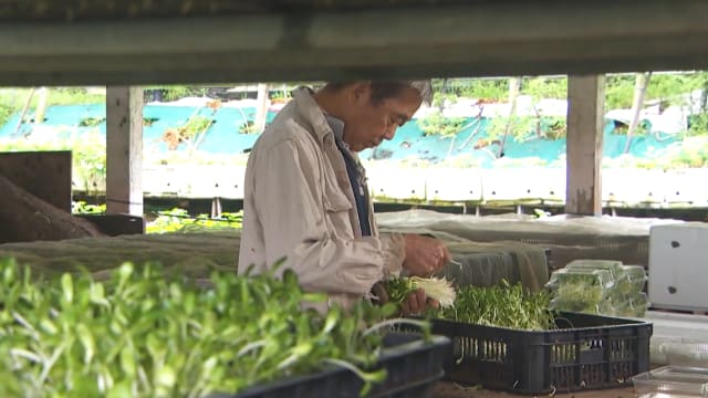 晨光|晨光聚焦：无畏艰辛 菜农乐当“傻瓜”耕有机