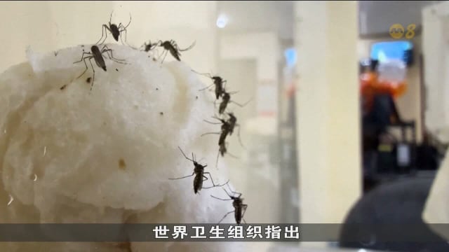 科学家运用人工智能辨识病媒蚊 助力防控传染病