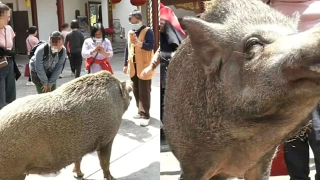 150kg野猪变网红，游客个个争着要摸它！