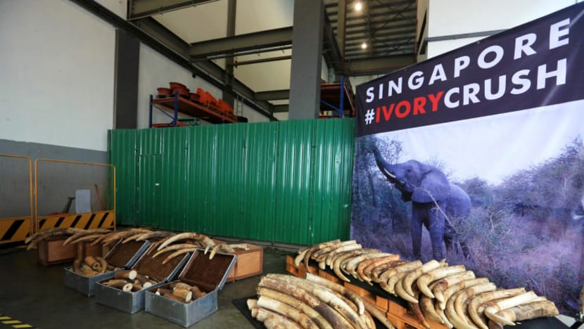 Singapore to ban domestic trade in ivory